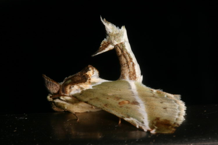 Noctuidae Euteliinae Targalla sp.