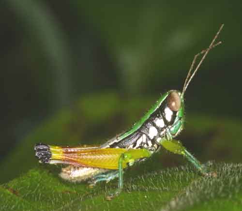Acrididae Nymph2