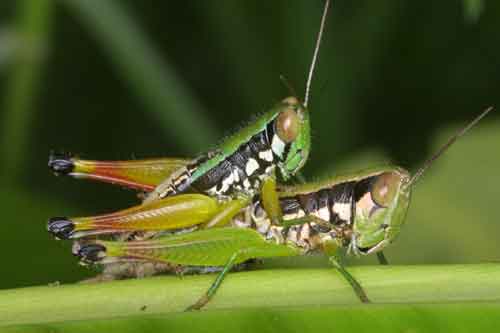 Acrididae Nymph3