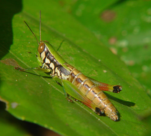 Acrididae Nymph5