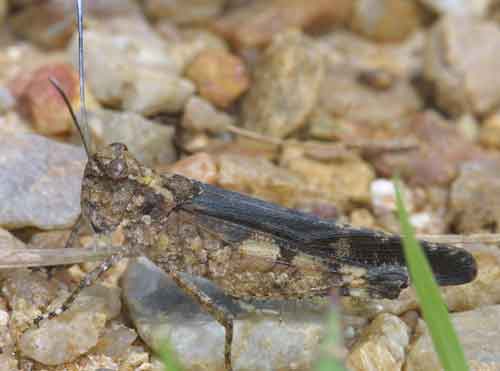 Acrididae Trilophidia annulata