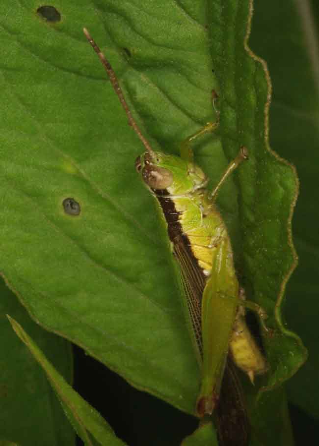 Small rice grasshopper, Oxya japonica