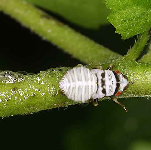 Aphrophoridae (spittle bug)