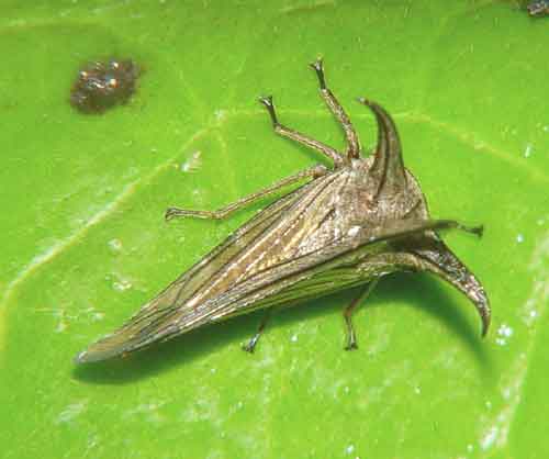 Membracidae 1