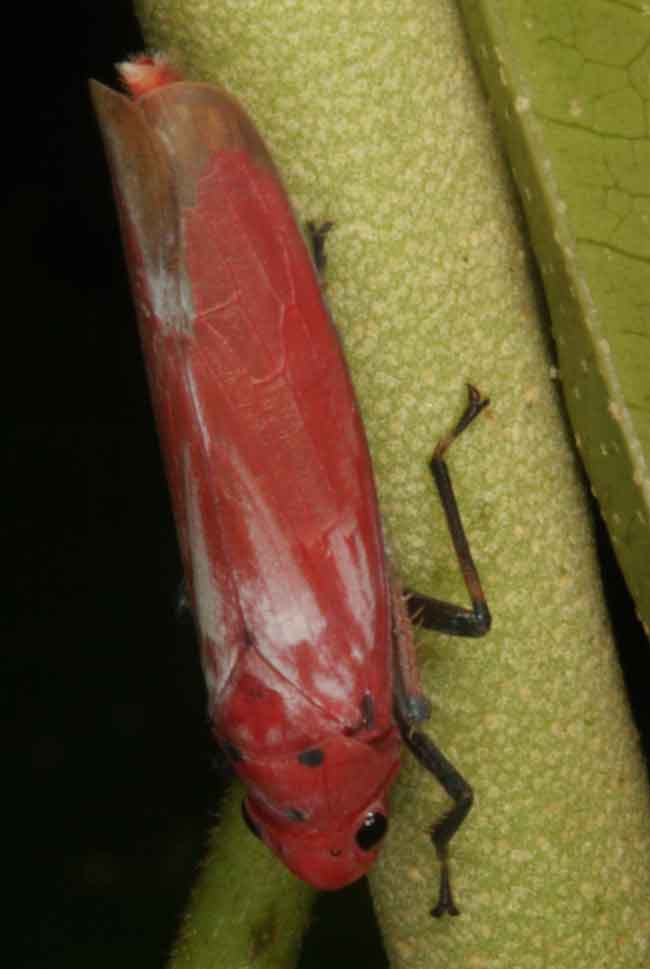 Ccicadellidae Bothrogonia indistincta