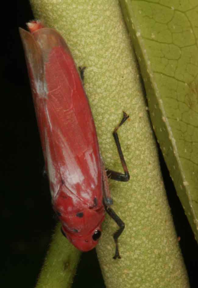 Cicadellidae Bothrogonia indistincta