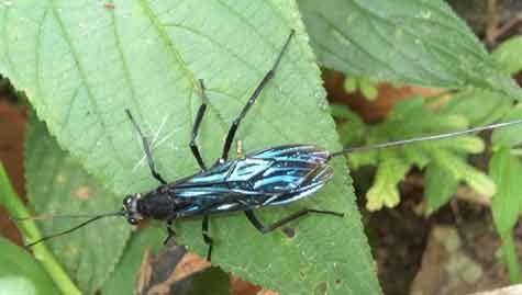 Ichneumonidae 1
