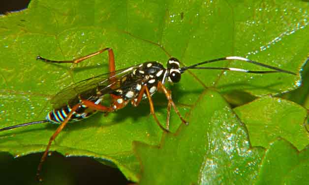 Ichneumonidae 2