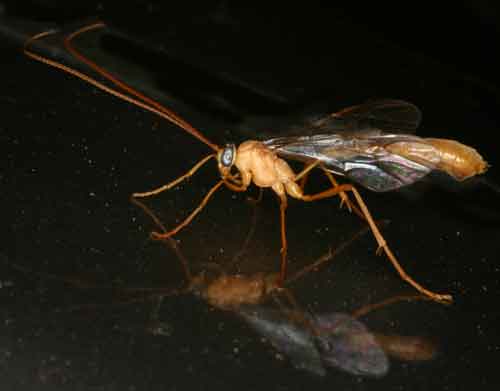 Ichneumonidae 4