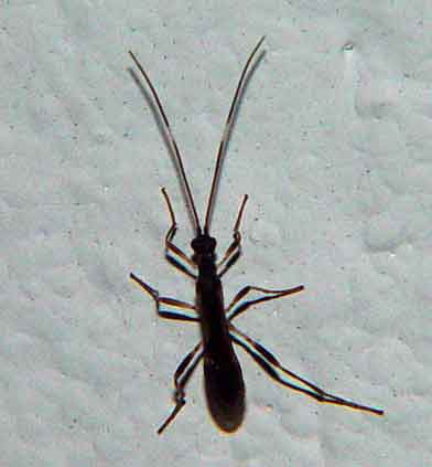 Hymenoptera 2