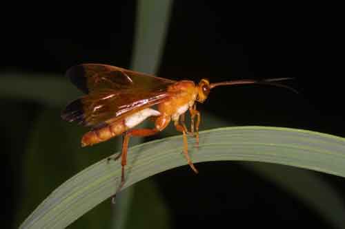 Hymenoptera 4