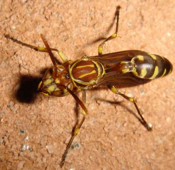 Hymenoptera 10