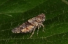 Idioscopus niveosparus possibly