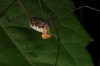 Pholcidae carrying eggs in the jaws