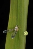 Proutista moesta Homoptera Derbidae
