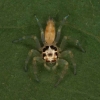 Salticidae, possibly Epeus flavobilineatus
