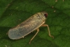 Idioscpus clypealis again