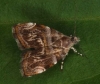 Choreutidae; Choreutis sp. probably orthogona