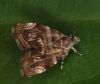 Choreutidae; Choreutis sp. probably orthogona