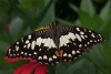 Papilio demoleus (found in gardens everywhere)