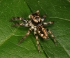 Salticidae