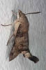 Macroglossum sp