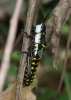 Aularches miliaris female