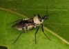 Helopeltis theobromae Miridae
