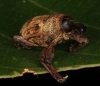 Sternochetus frigidus Coleoptera Curculionidae
