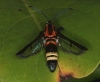 Sesiidae (clearwing moth)