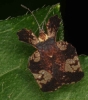 Tingidae