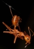 leading players are ant-mimicking spider and an ant