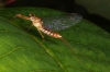 Ephemeroptera Mayfly