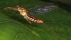 Ephemeroptera Mayfly1