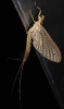 Ephemeroptera Mayfly2