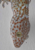Gecko portrait