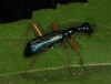 Heptodonta pulchella Tiger beetle