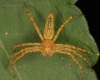 Lynx spider Oxyopidae