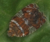 Ricaniidae1