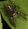 Thorelliola ensifera jumping spider or similar