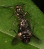 ant-mimicking jumping spider with prey