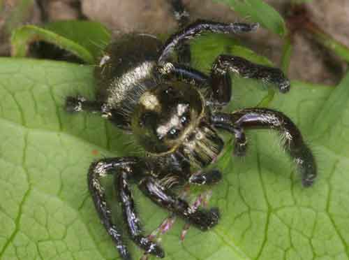 Salticidae Jumping spider Cosmophasis sp.