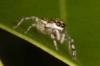 another-jumping-spider