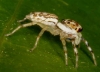 another jumping spider