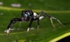tiny jumping spider...