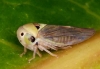 the mango tree has one of these hoppers on every leaf