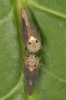 Idioscopus clypealis or I. nagpuriensis