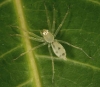 another small spider