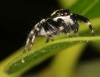tiny jumping spider trying to look big