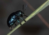 Blue milky weed beetle, Chrysochus pulcher